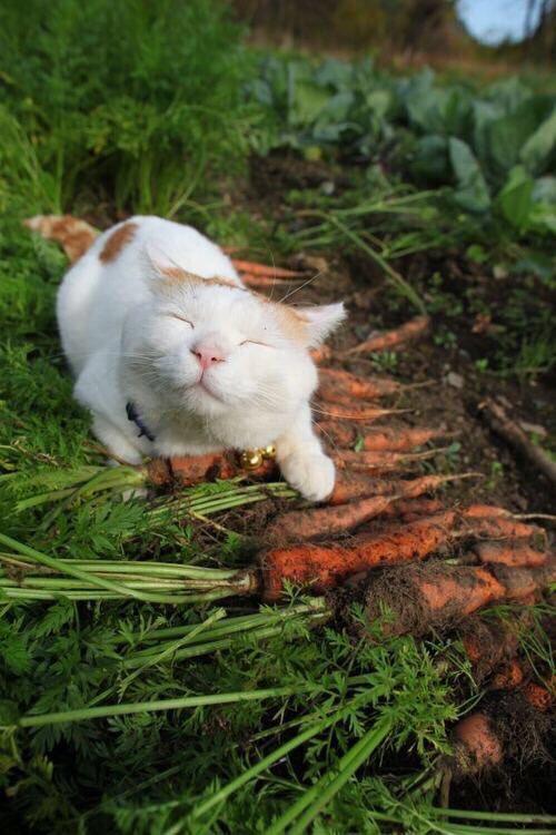 要像猫猫一样开心和幸福呀