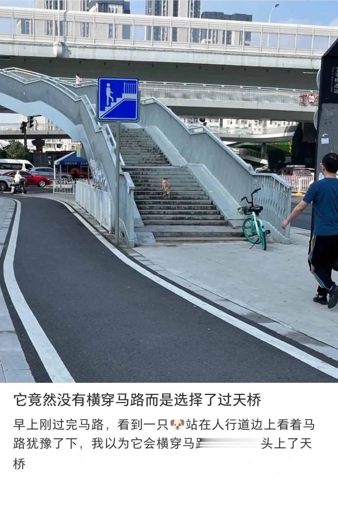聪明小狗原来是真看得懂路牌诶 ​​​