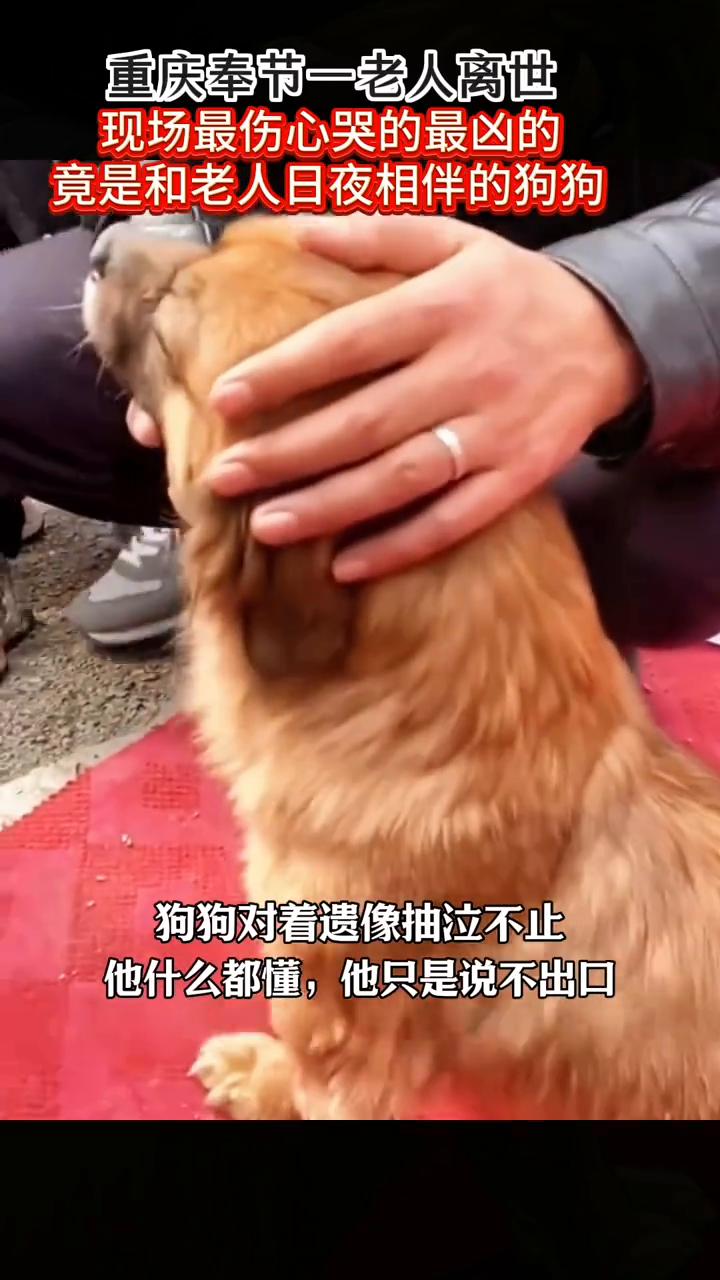 重庆奉节一老人离世，现场最伤心、哭的、最凶的竟是和老人日夜相伴的狗狗。狗狗对着遗