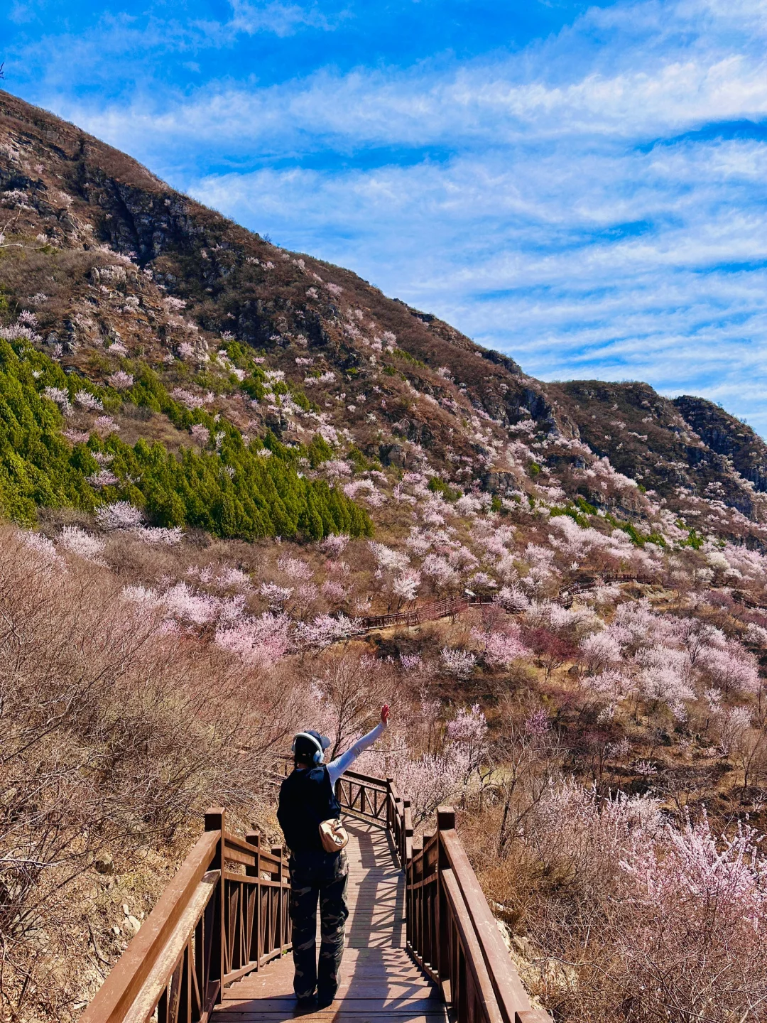 我现在才知道什么叫做漫山遍野🌸live图实拍