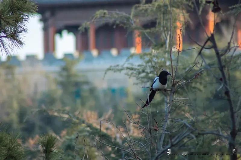 看到“离时喜鹊拎杯送”这个上联，感觉特别有意境，仿佛一幅离别的画面就在眼前，喜鹊