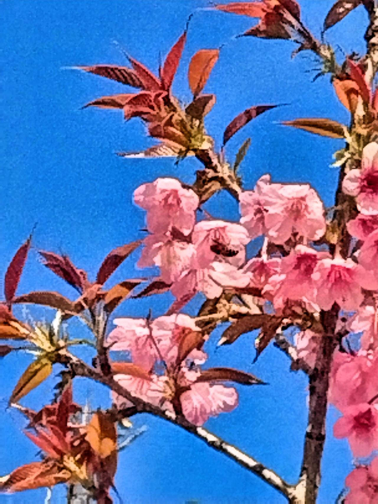 春风轻拂，花枝满绽，红叶与粉花交织成一片绮丽的景致。踱步于幽静的小径，满目繁花恰