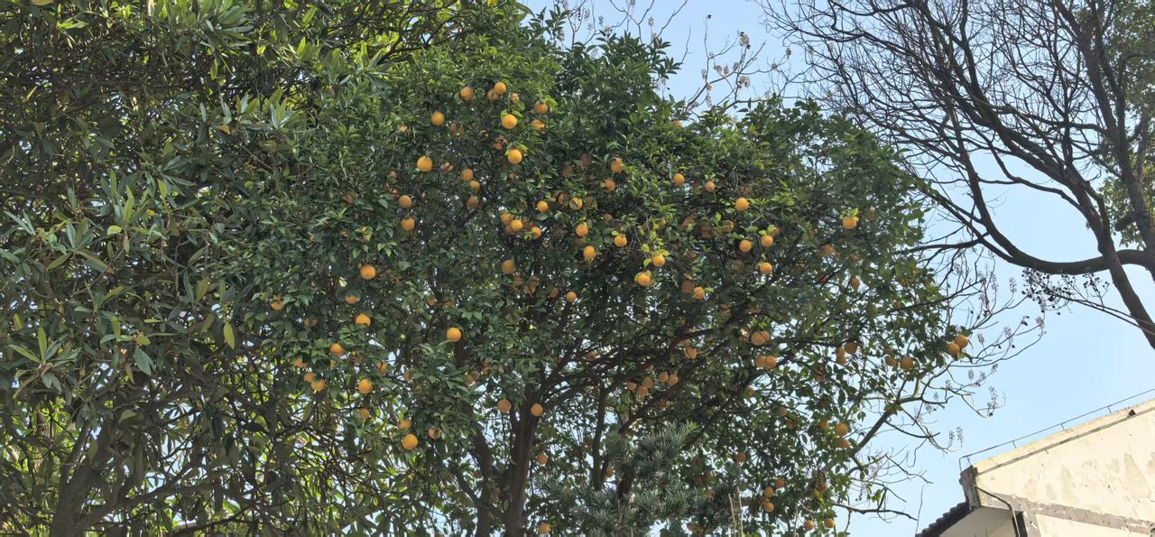 最是江南好风景，春光不与四时同。满园春色美如画，人间仙境在邵境。[送自己一朵花]