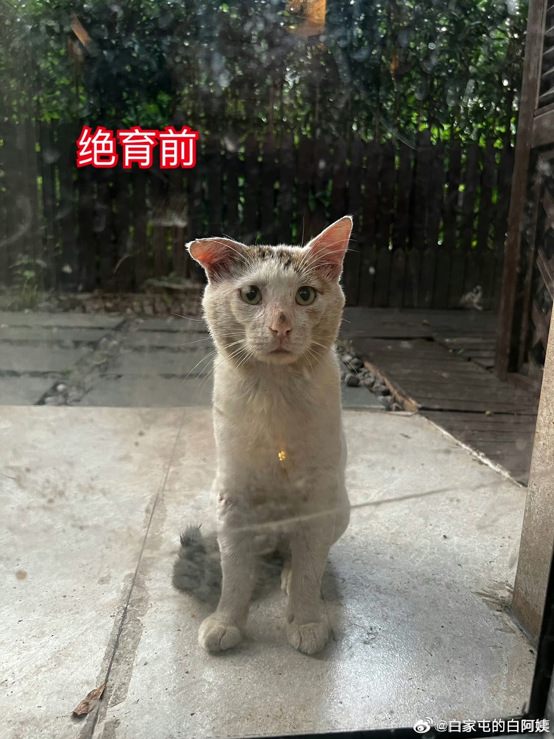 我就说吧：绝育——是男猫最好的医美！ ​​​