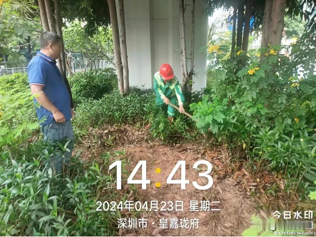 暴雨天浇花，深圳龙华区城管上热搜！
近日，龙华区城管部门安排绿化车辆在暴雨天浇花