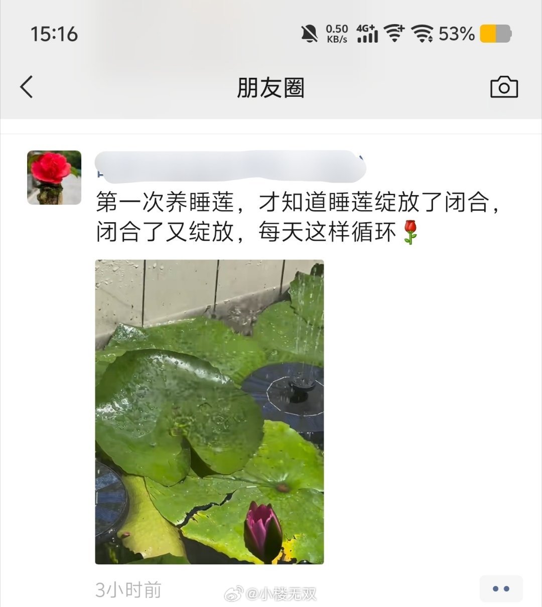 第一次知道睡莲是盛开后又闭合在绽放循环花期。