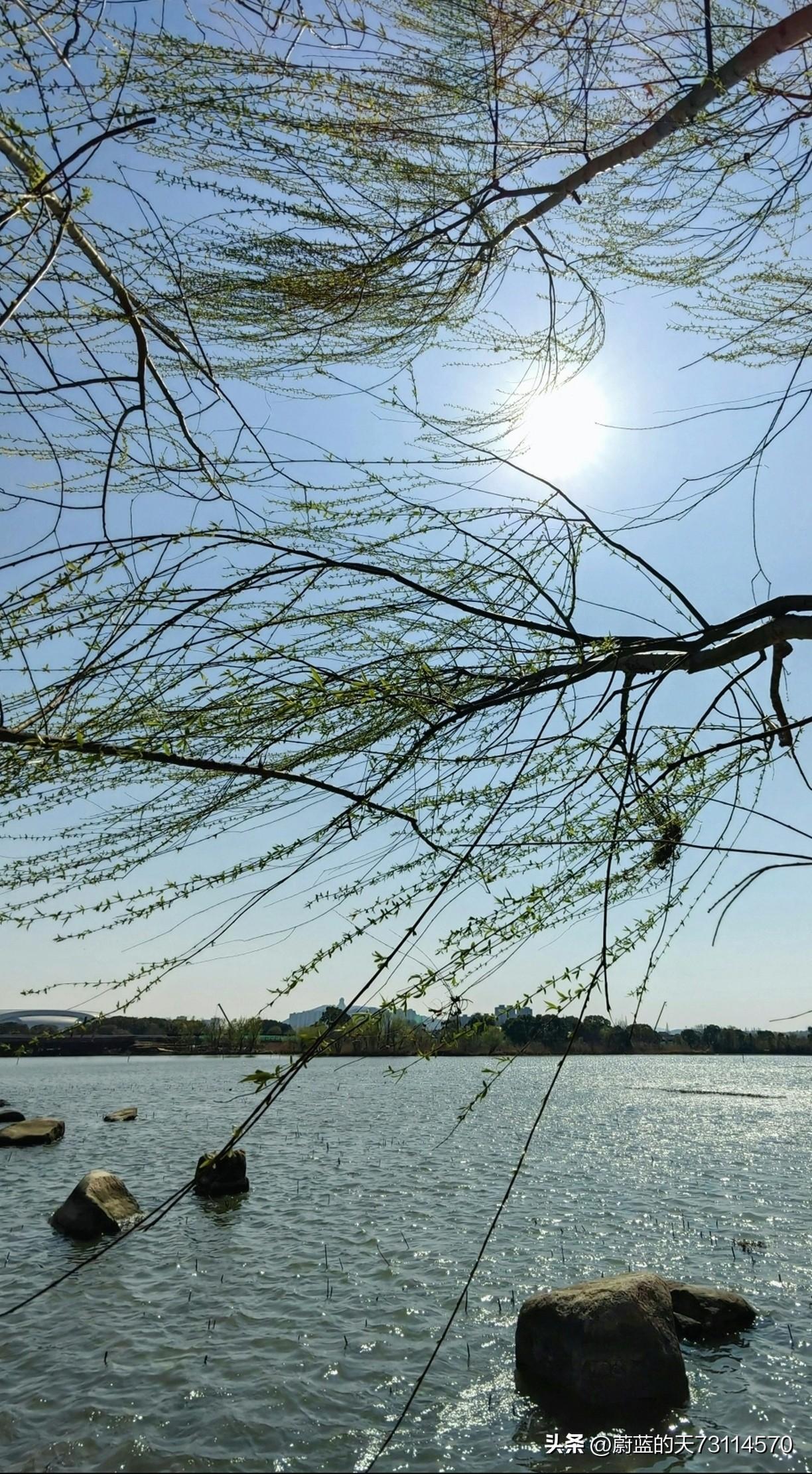 [玫瑰][玫瑰]“春风杨柳万千条”，这句诗瞬间将人引入了一幅生机盎然的春日画卷之