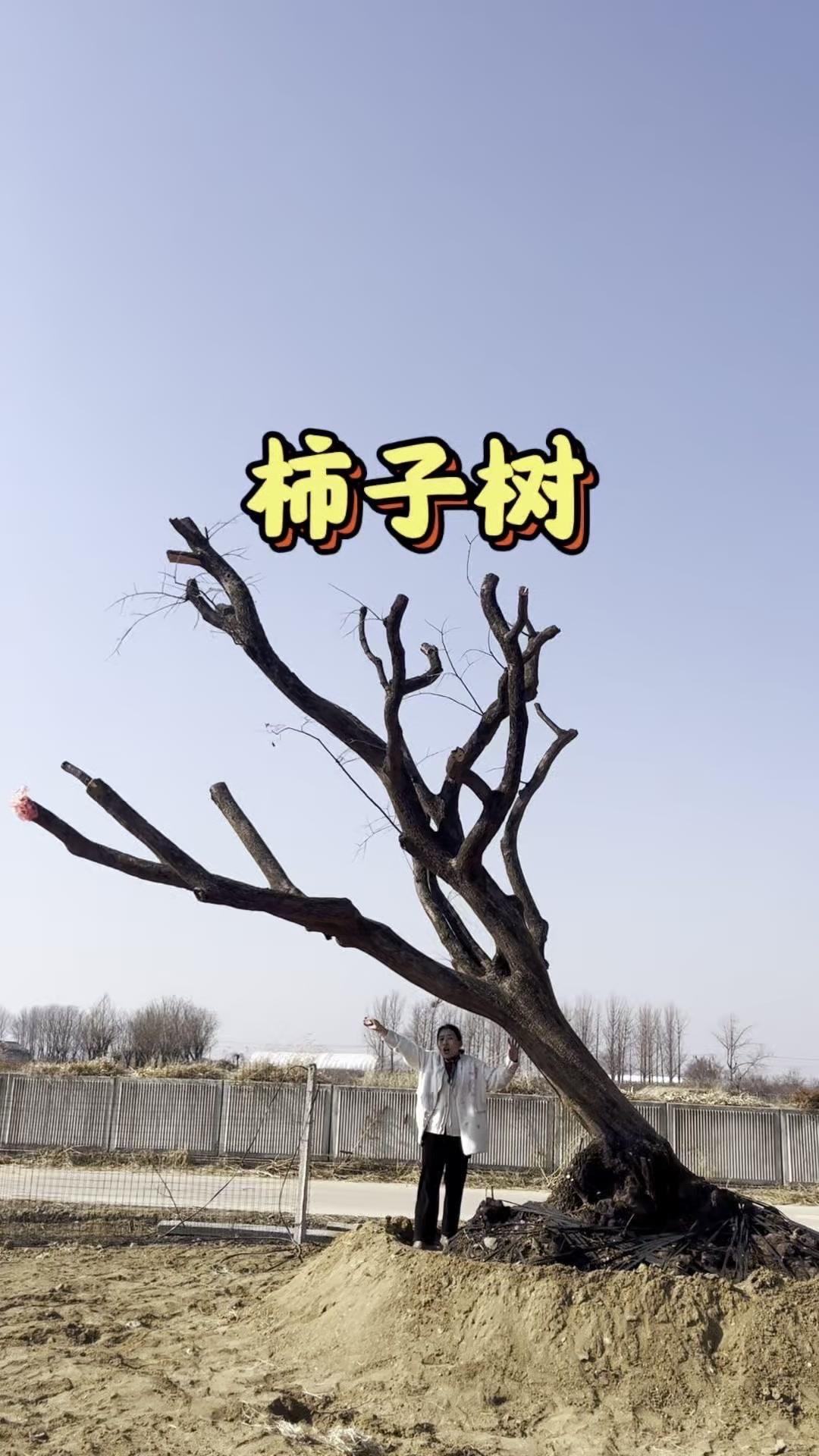 2米半根盘柿子树有多霸气？🌳根盘能达到2米半的柿子树，岁月沉淀的痕迹特别明显，