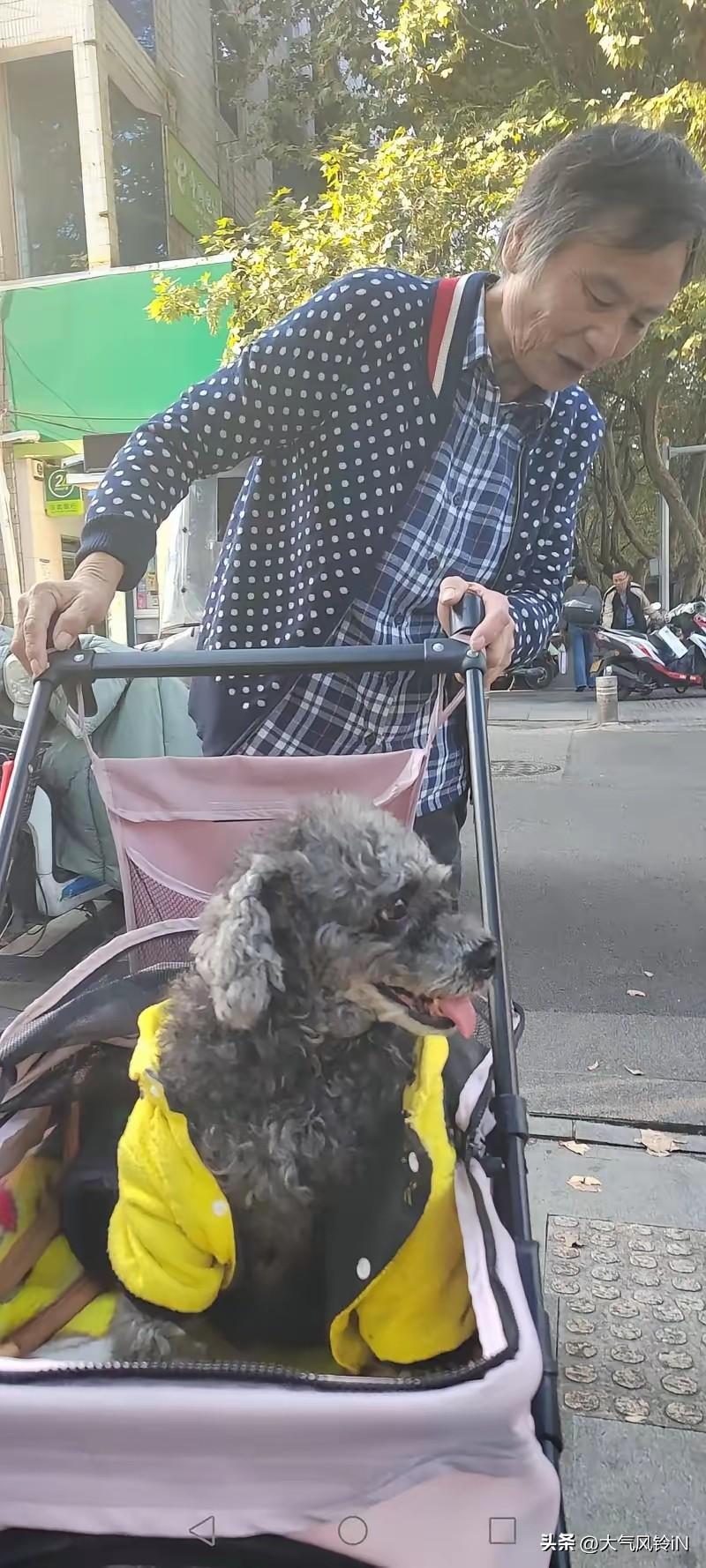 粉色小推车里的暖冬阳光
老街上的梧桐叶又落了几片，王阿婆推着她那辆粉色的宠物推车