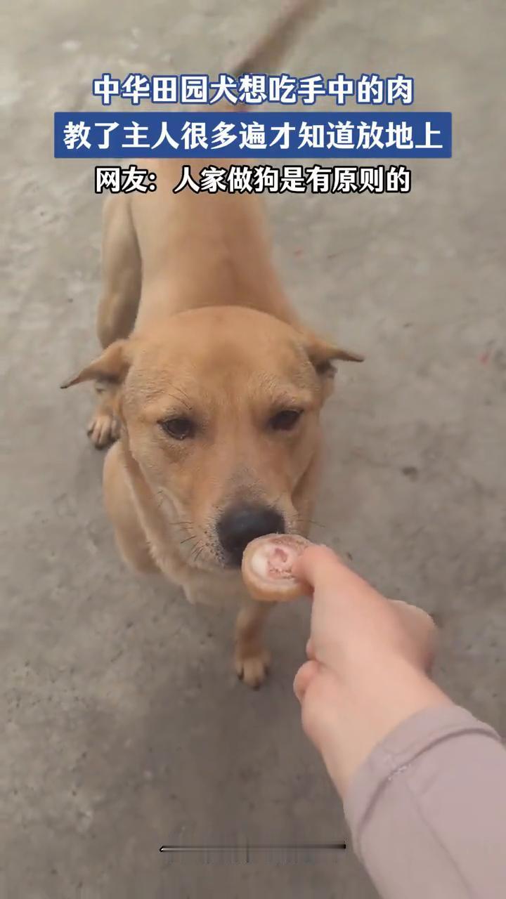 中华田园犬想吃手中的肉，教了主人很多遍才知道放地上。
网友：人家做狗是有原则的。