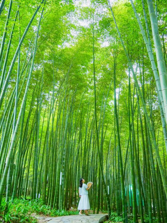 不愧是《十面埋伏》取景地！重庆永川太值得了！