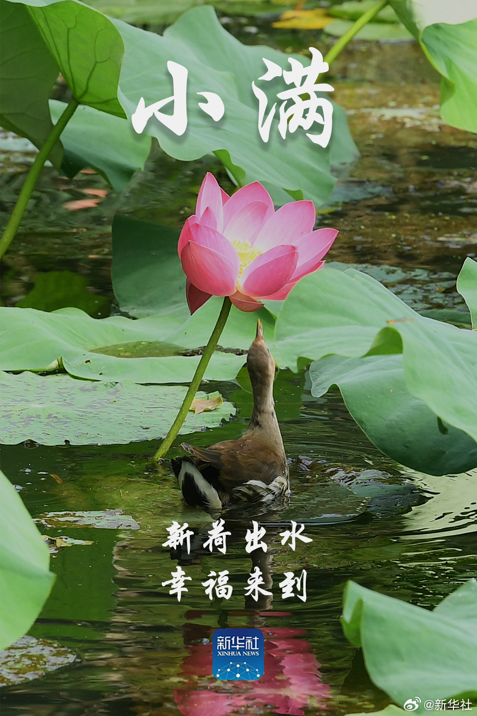 #521遇小满浪漫拉满#【#小满将满未满恰到好处#】麦穗摇曳，新荷出水，蛙声阵阵