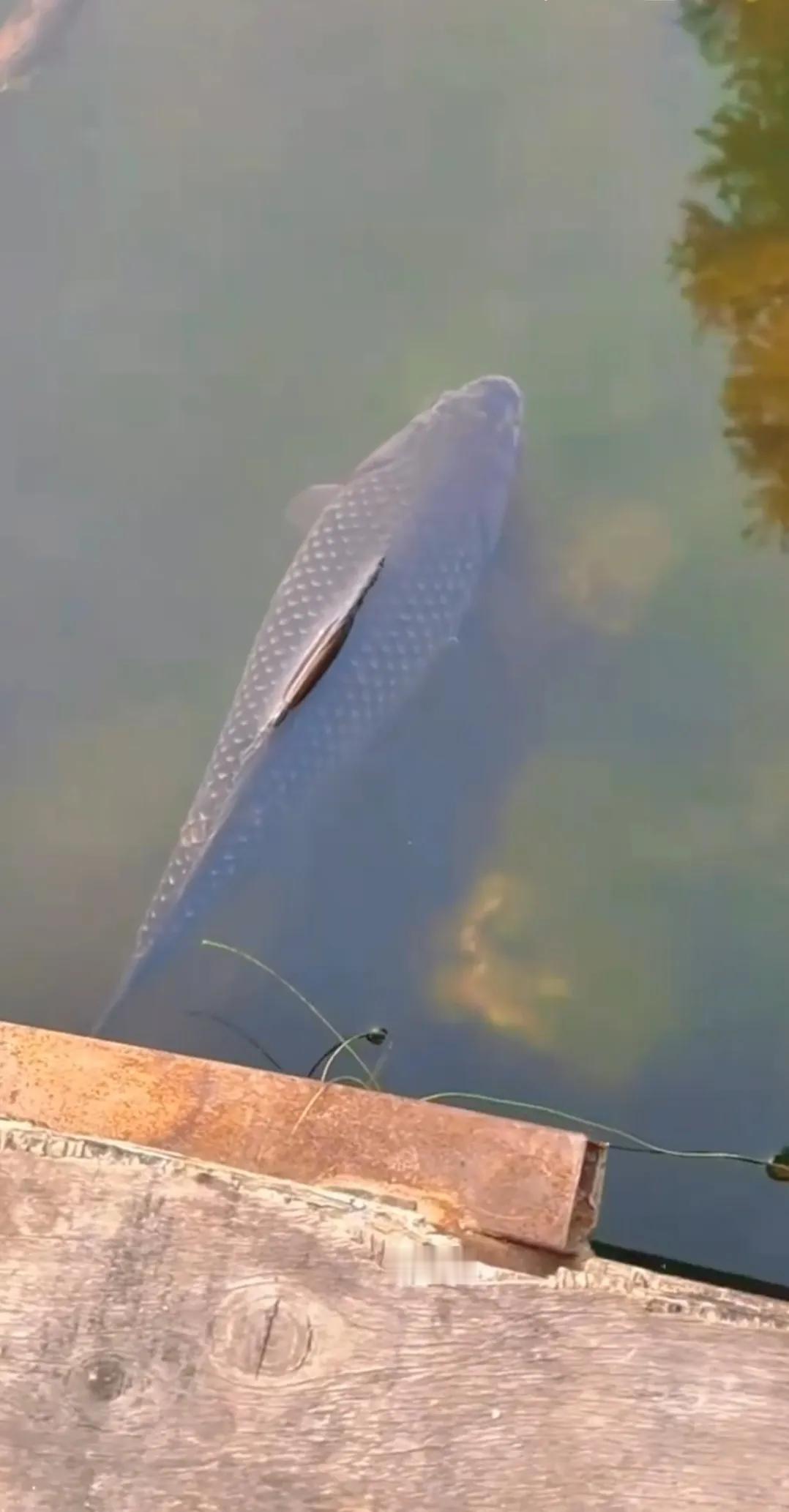 1月13日，广东佛山市一河堤公园里，一条大鱼忽然游到岸边，1个路过的小男孩看见了