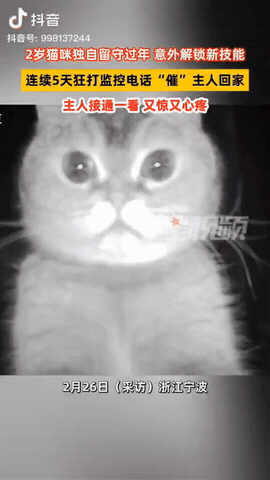浙江，一女子年前要回东北老家过年，女子就把小猫留在家，然后预约了上门喂猫服务，但