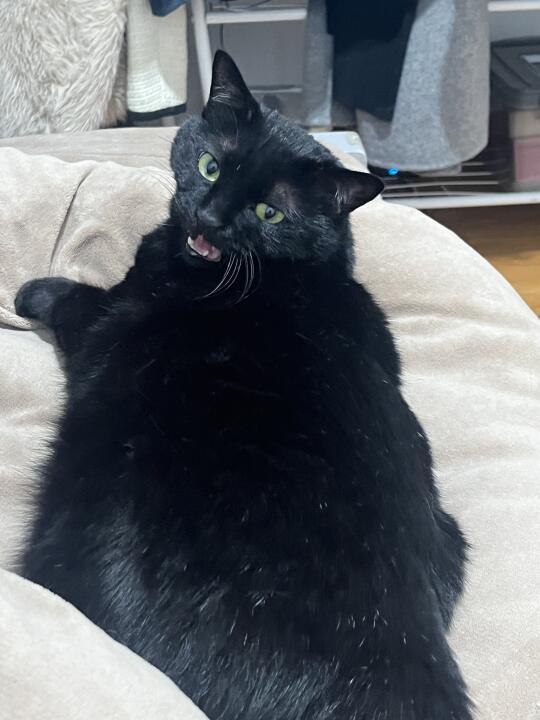 小猫的爱好纯粹