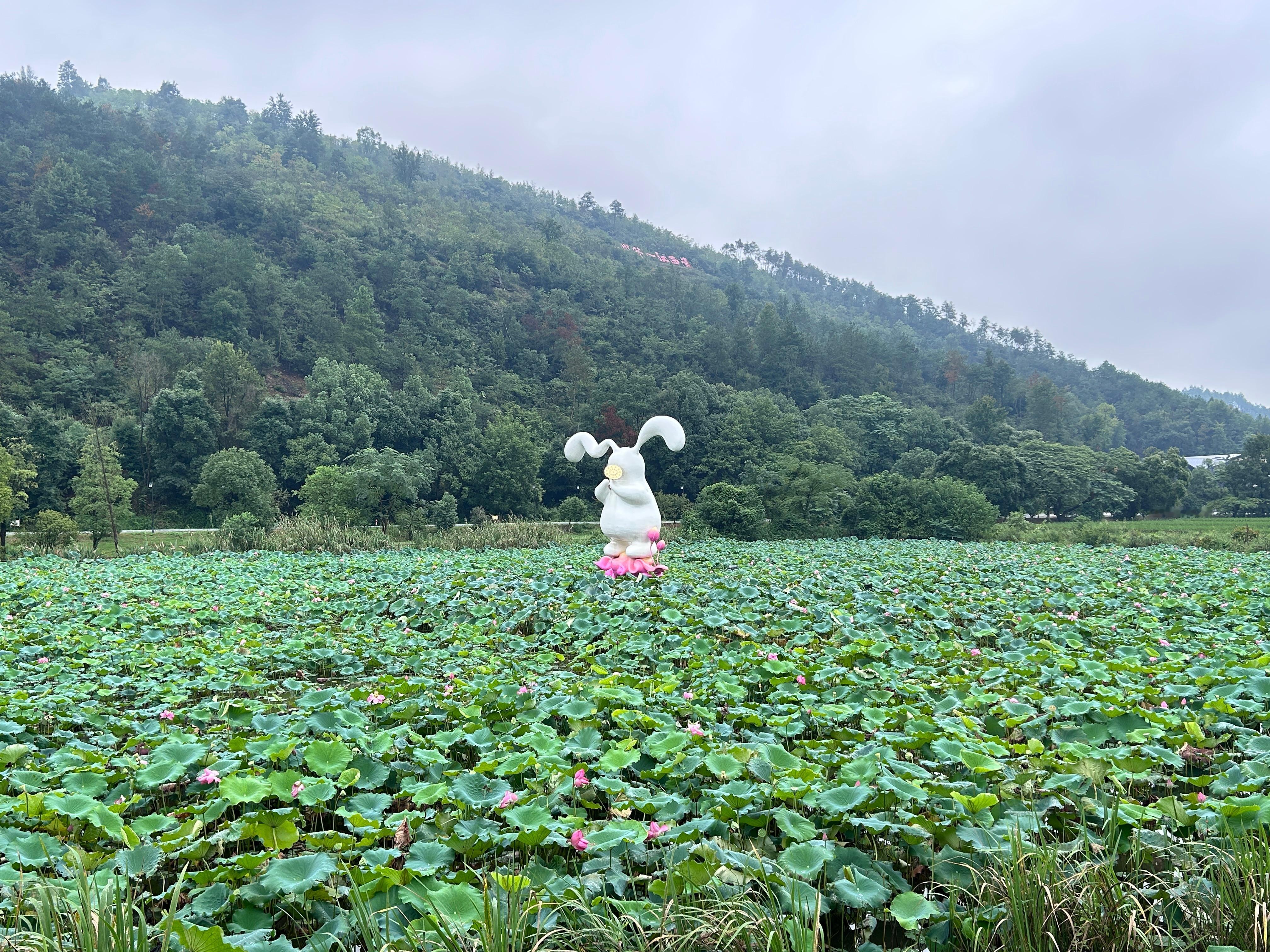 一池荷花🪷 雨后净莲花 我看到莲蓬了~ ​​​