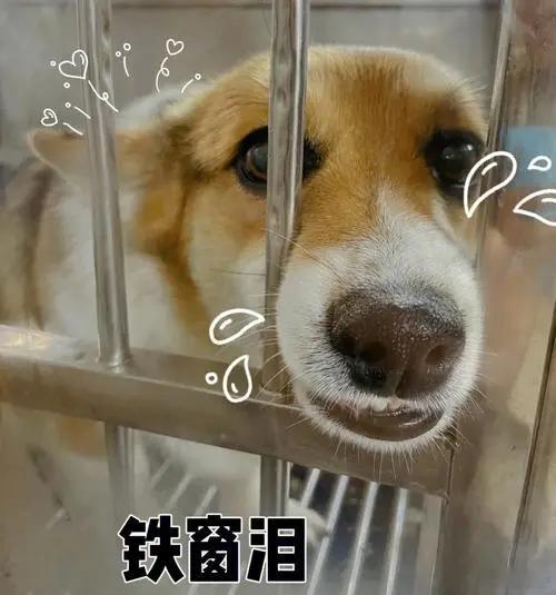 东门没了，如果你这都不明白，说明你的阅历太浅了。客服回应大量iPhone漂浮海面