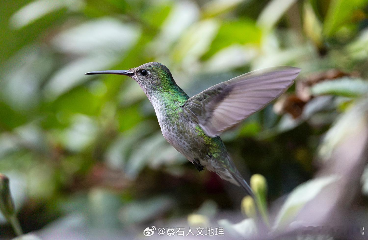 用超高快门记录下30–40 Hz翅膀振动频率的蜂鸟（绿白蜂鸟），这是非常珍贵的蜂