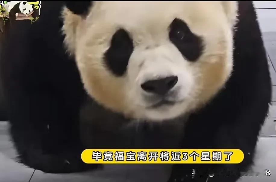 福宝离开将近三个星期，爱宝又爬上福宝的别墅了，试图寻找女儿的回信，然而这次却是失