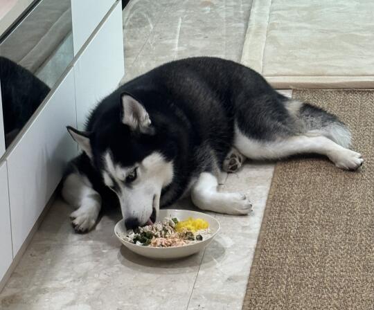 小狗也是有偶像包袱滴