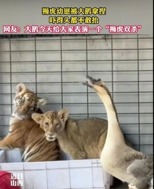 近日，山西临汾动物园，水禽区的大鹅误入狮虎幼崽育幼区，上演临汾动物园这只大白鹅堪