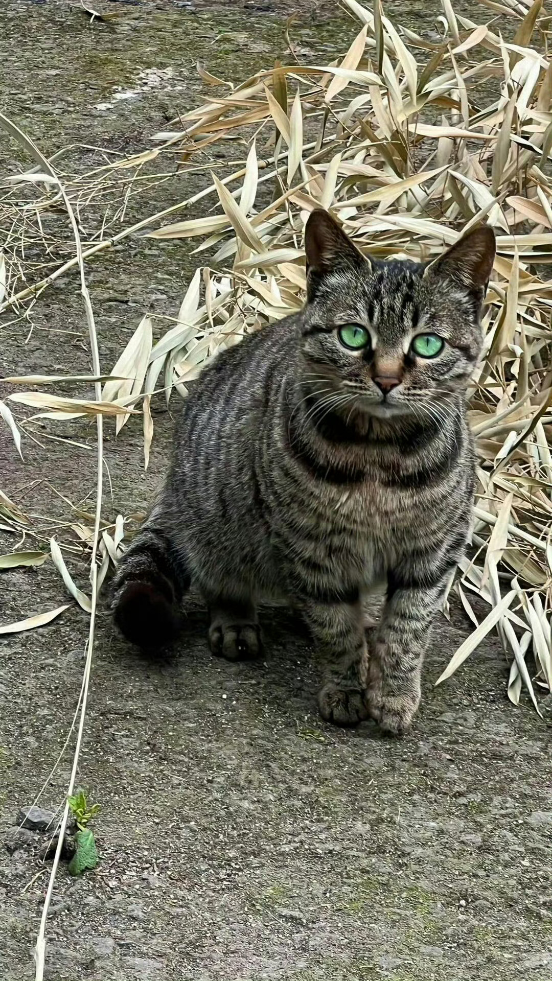 猫咪蓝宝石的眼睛太美了