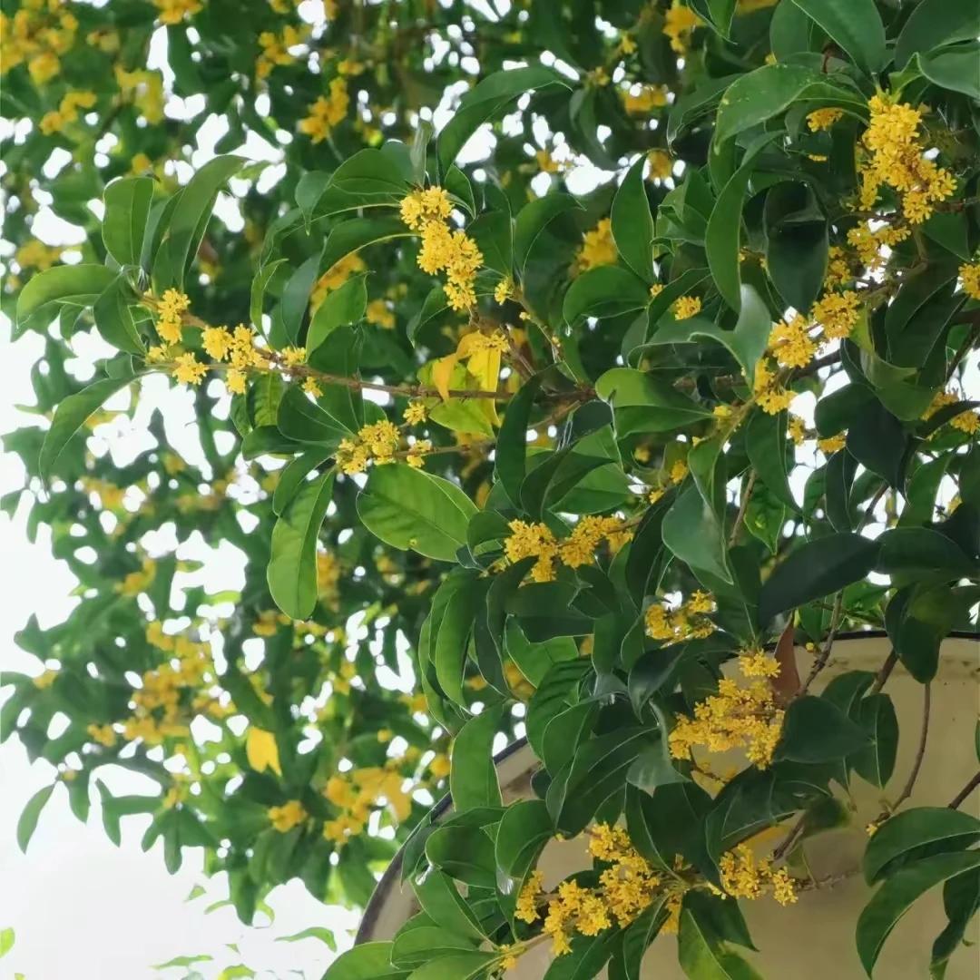 玉面桃花春解语，
金冠桂子秋生香。
网络图片
