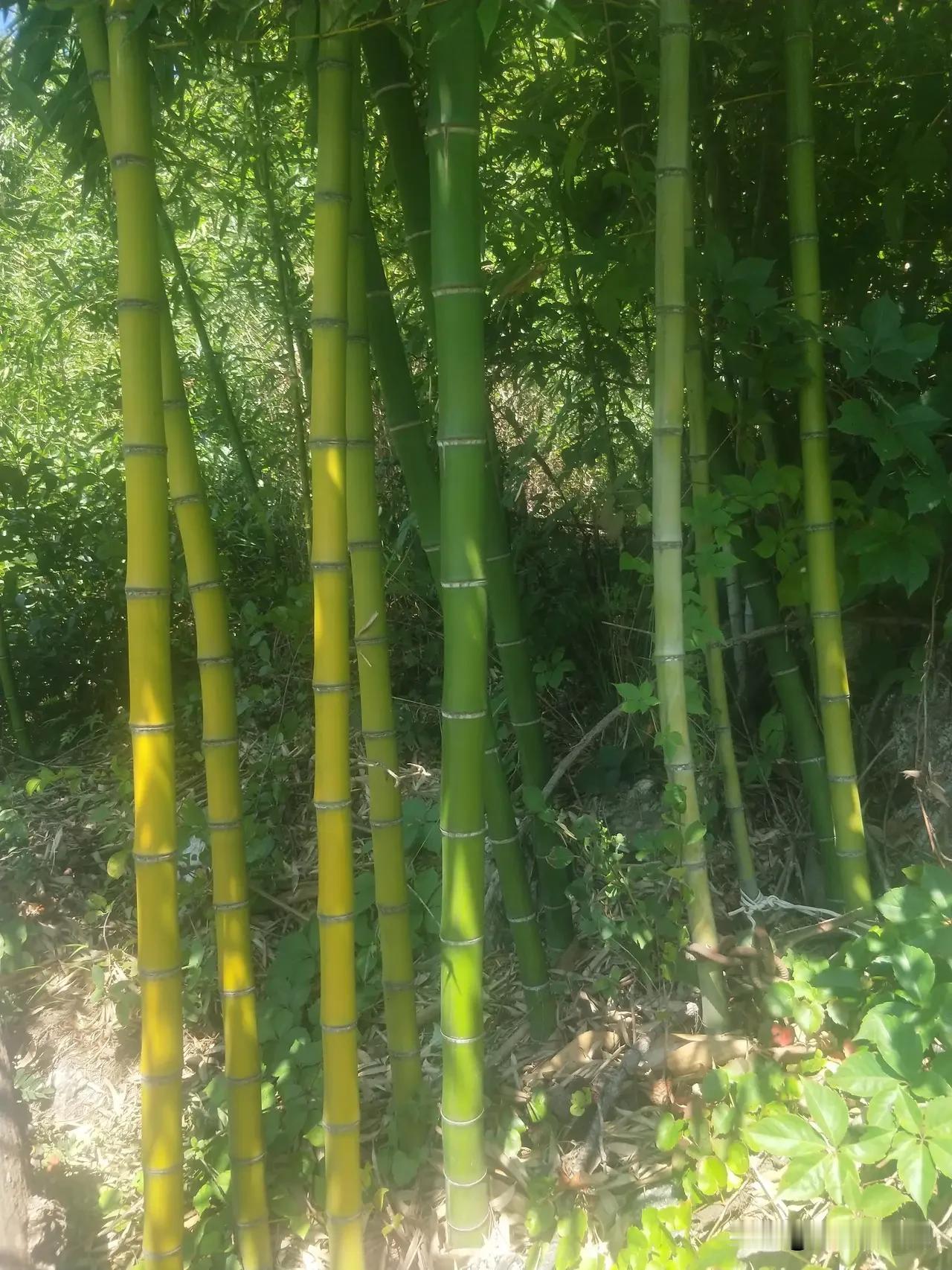 ＃竹＃
竹抱石，石堵竹；竹似利箭从树根穿透、缠上美石垒垒，石如磐稳如山；竹石牵联