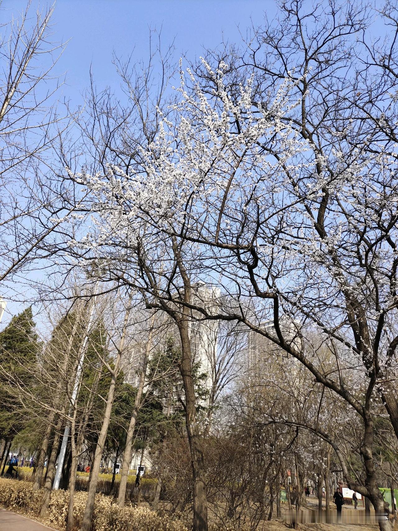 春风吹拂树，枝头含笑开。