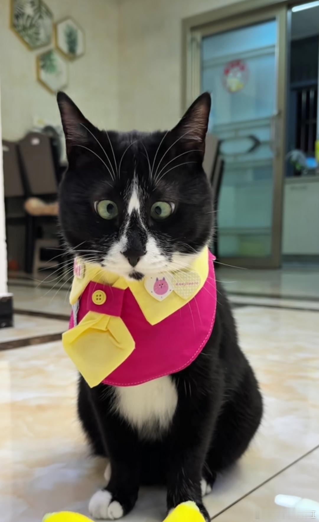 又一只特色话题猫！