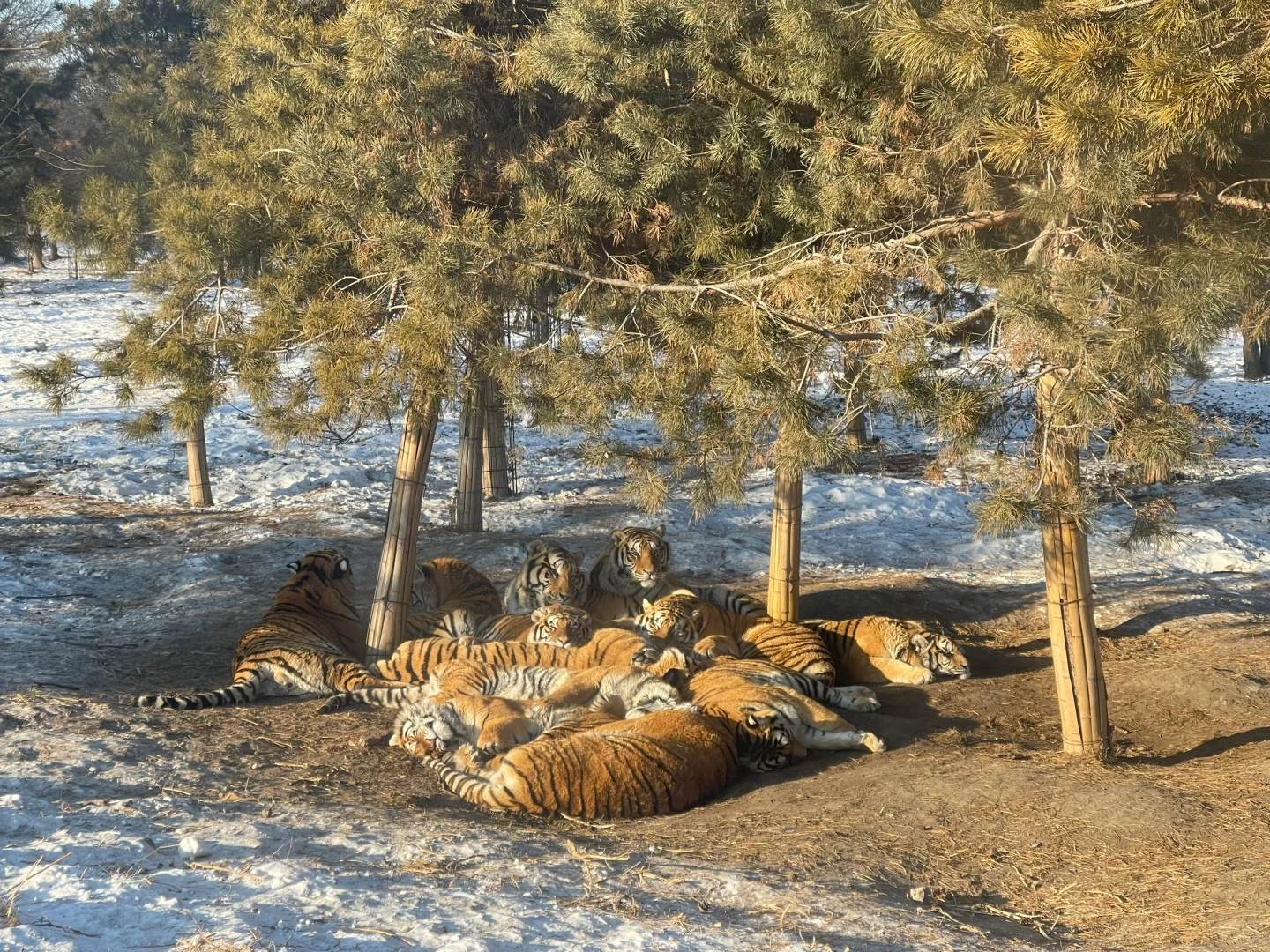 请看东北金渐层