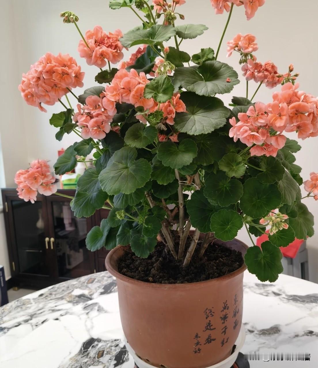 尤其粉色的这款，它非常好养活，只要有充足的阳光，它就无限爆花！