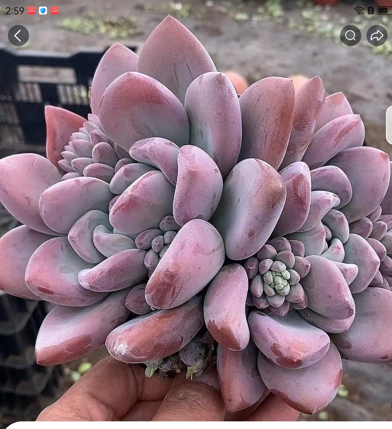 我不刻意做长线，我是投机分子，专做大波段，不成功就拿着，成功就收获，绝不手软绝不