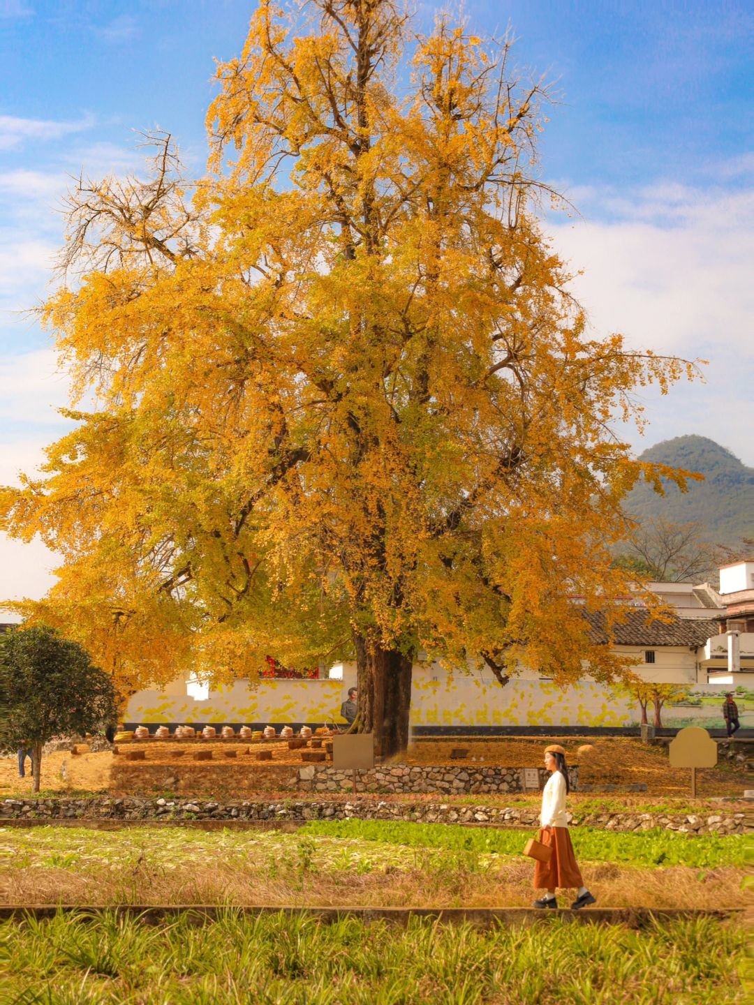 美哭了！广东清远千年银杏树黄了🍂快冲‼️