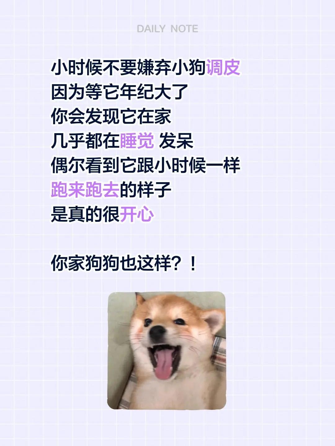 “小嫌吵 老怕静 看你家狗狗是不是也这样。小时候不要嫌弃小狗调皮因为等它年纪大了