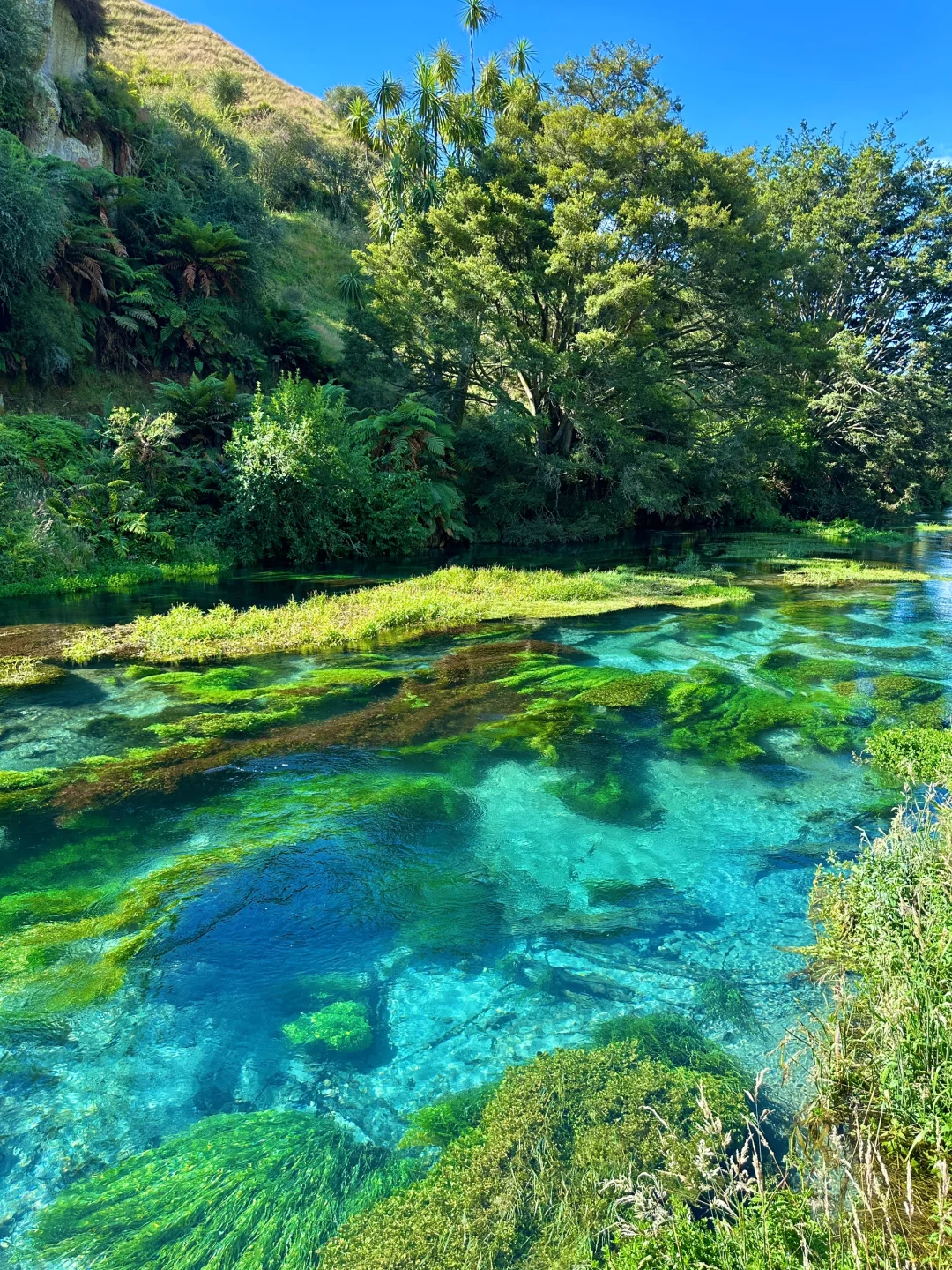 我仿佛闯入《阿凡达》的潘多拉星球🌏live～