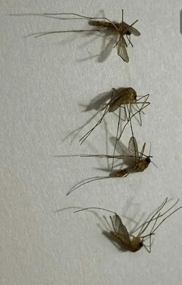 当地时间11月5日数据显示，孟加拉国24小时新增10例登革热死亡病例，今年累计死