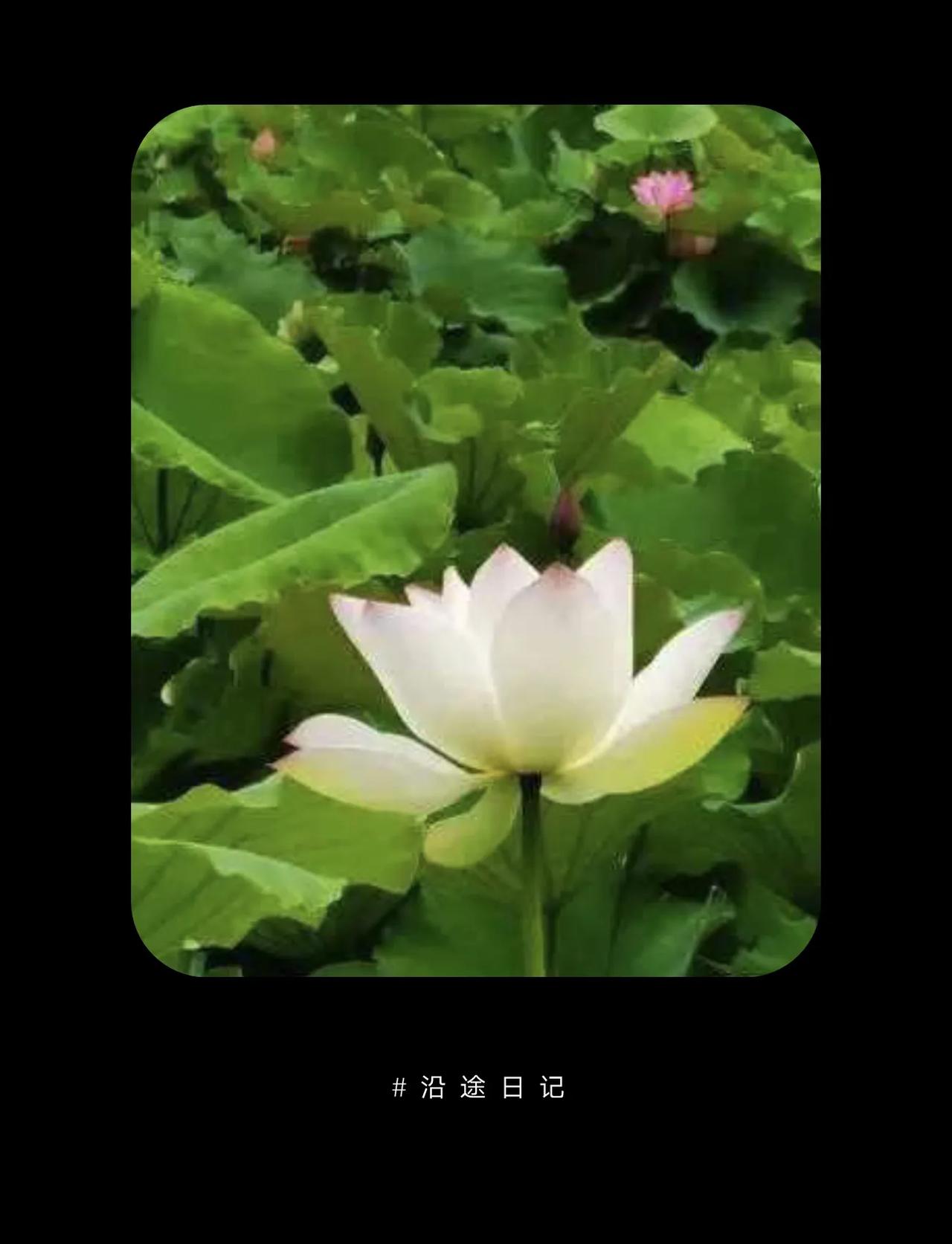 #下联：秋叶金黄铺古道，诚邀上联#【夏荷碧绿映照长亭】
一、秋叶黄金铺古道
1、