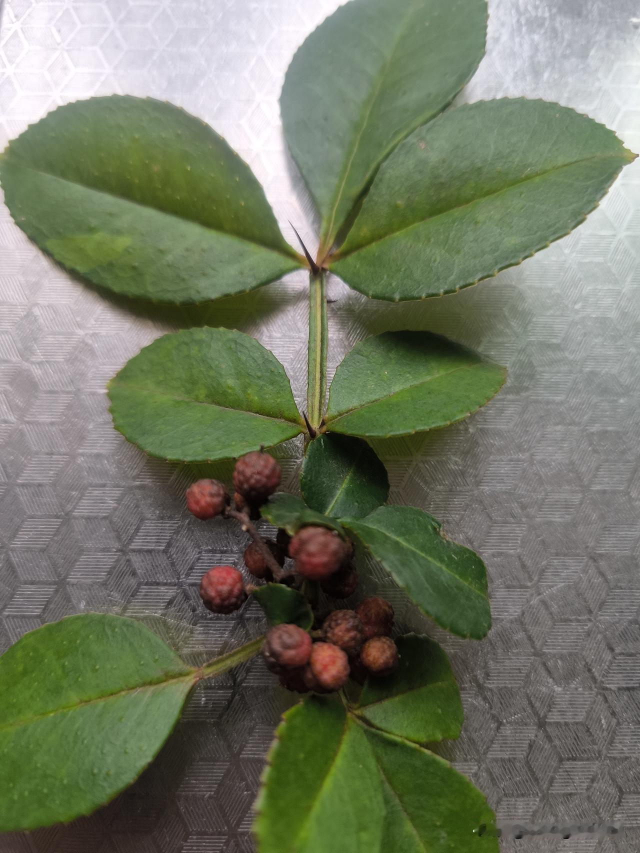 采花椒
    疫情前，我在植物园的花椒树下，拔了几株小苗苗，其中一棵栽在了厨房