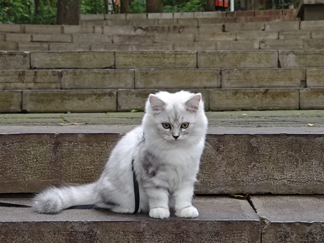 溜猫噜🐱🐱🐱