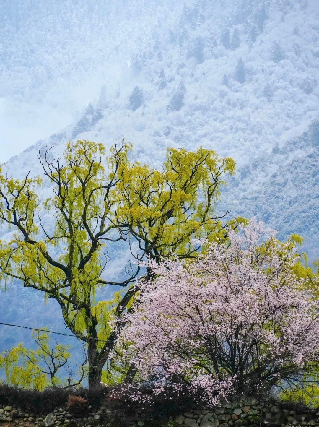 【西藏人私藏的桃花秘境！尼屋桃花秘境自驾攻略！】春日自驾图鉴 D1拉萨/那曲→嘉