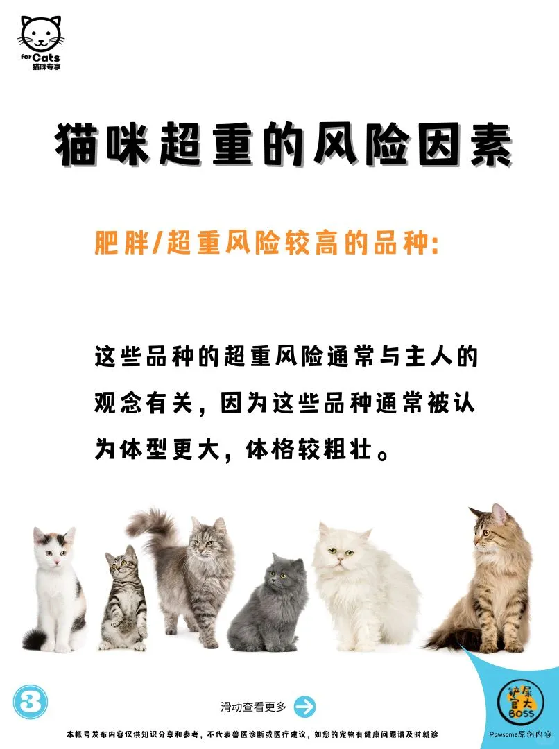 猫咪超重的风险因素