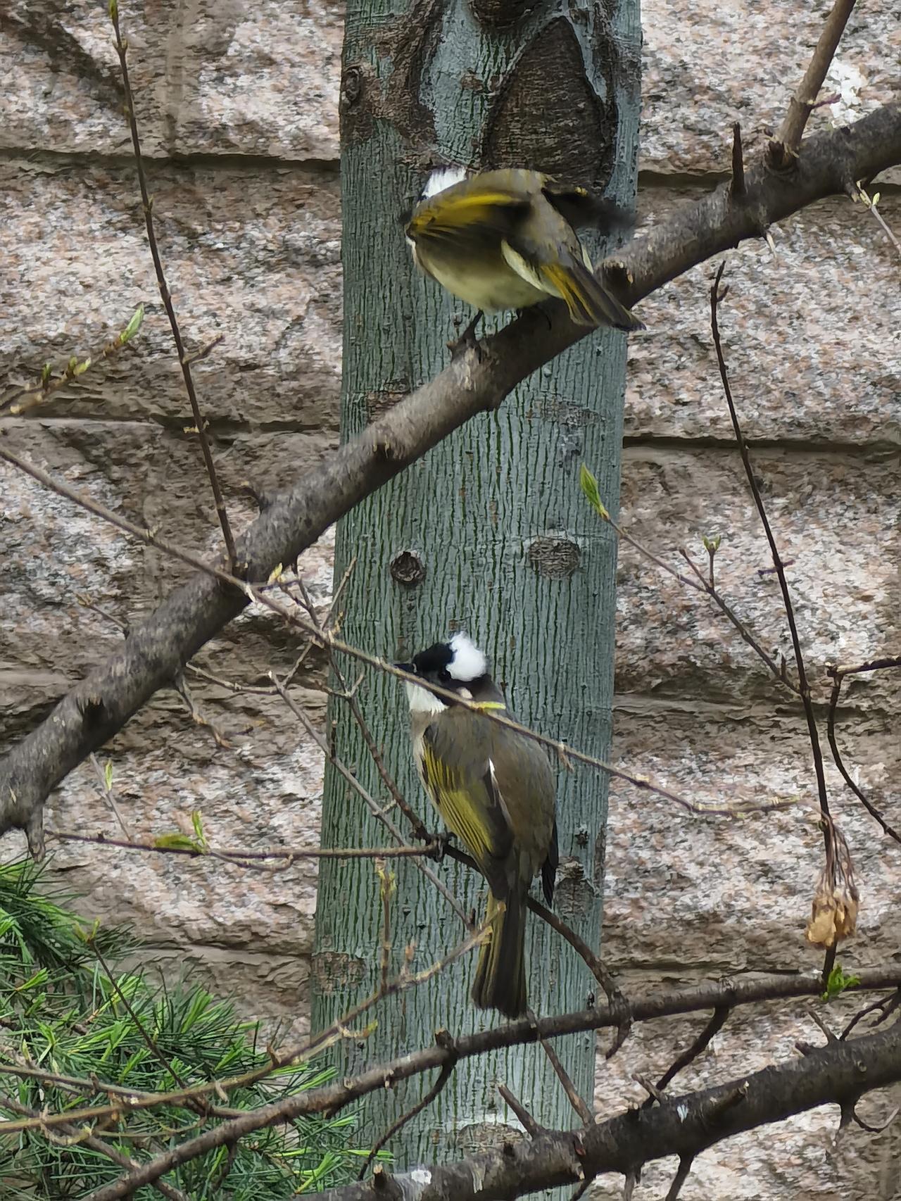 这就是白头翁，城市最常见的小鸟，让人又爱又恨！
 
天还没亮，窗外就响起清脆鸟鸣