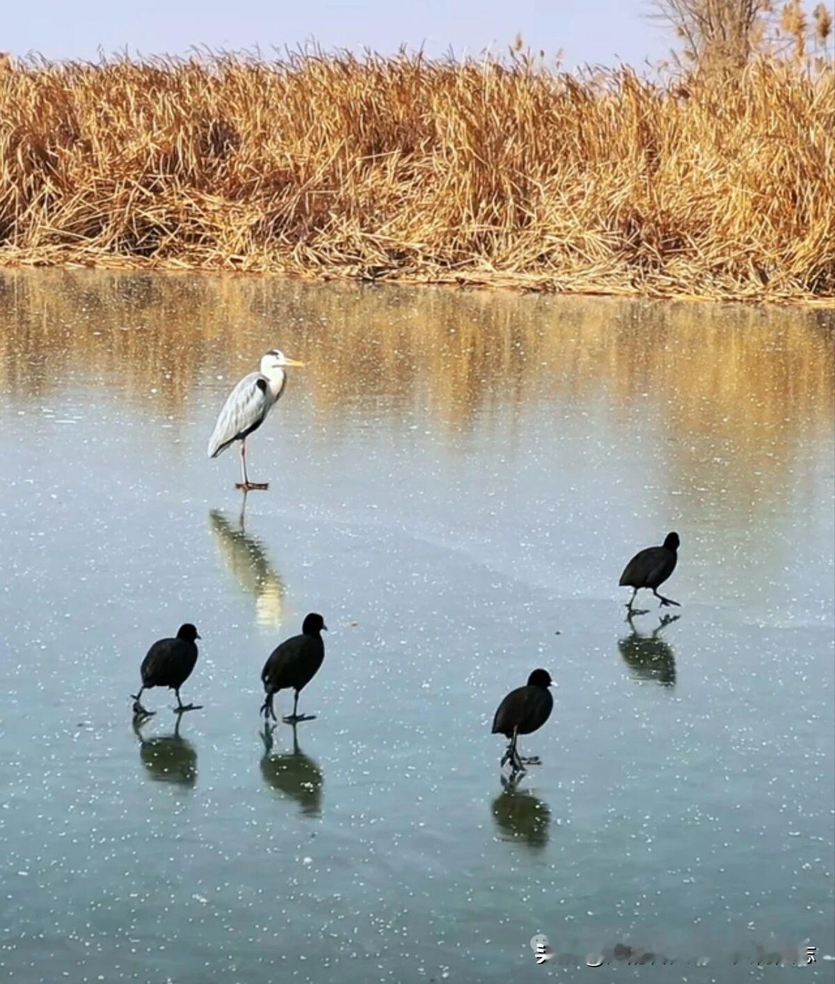 今年冬天的不同