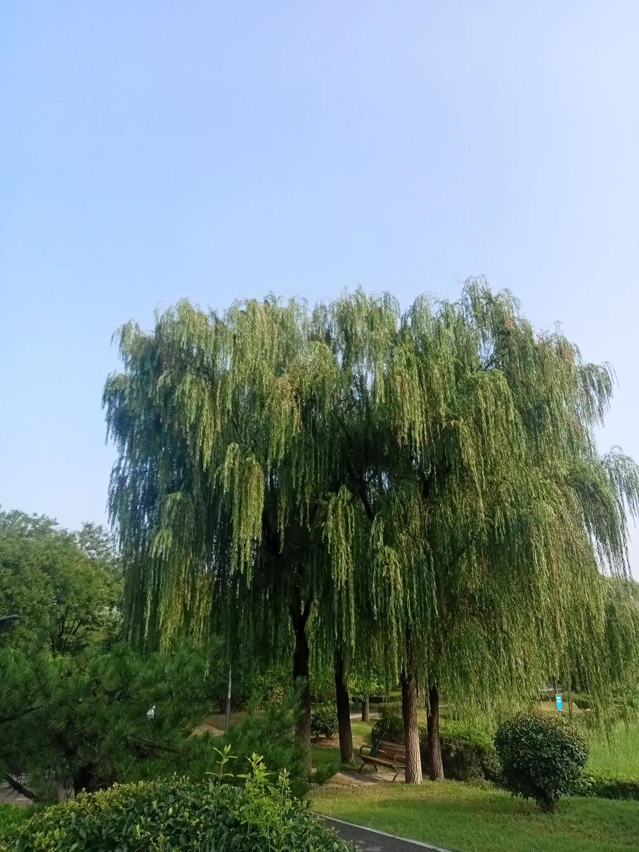 巴勒斯坦建国梦到底是近了还是远了如果有五常一票否决的规定，巴勒斯坦建国将遥遥无期