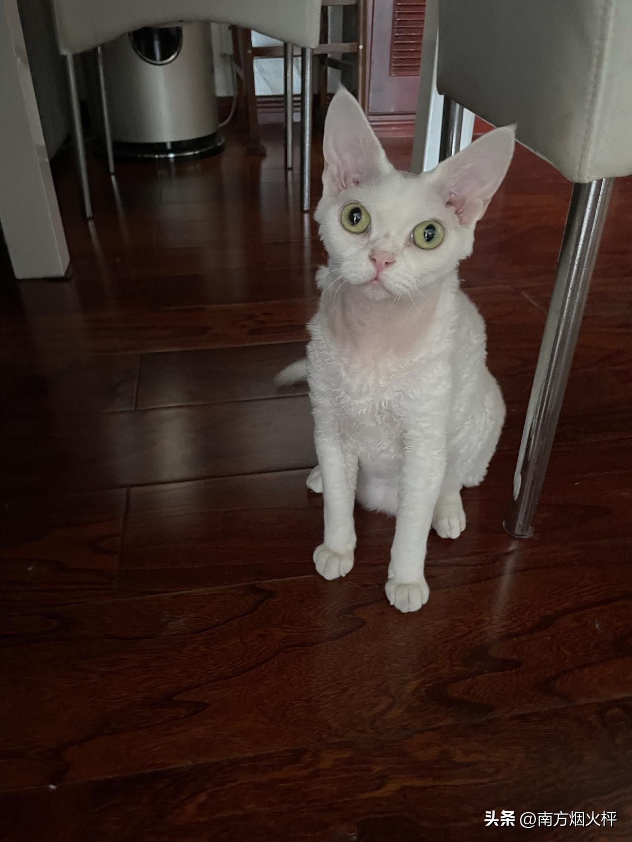 今天的小猫咪，睡醒了挺精神，是个标准照哦。

虽然雨只下了几滴，昨晚温度是降下来