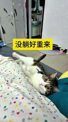 这视频我翻来覆去看了好几遍，真是暖心又好笑。
小猫费劲爬上床，一心想窝在主人怀里
