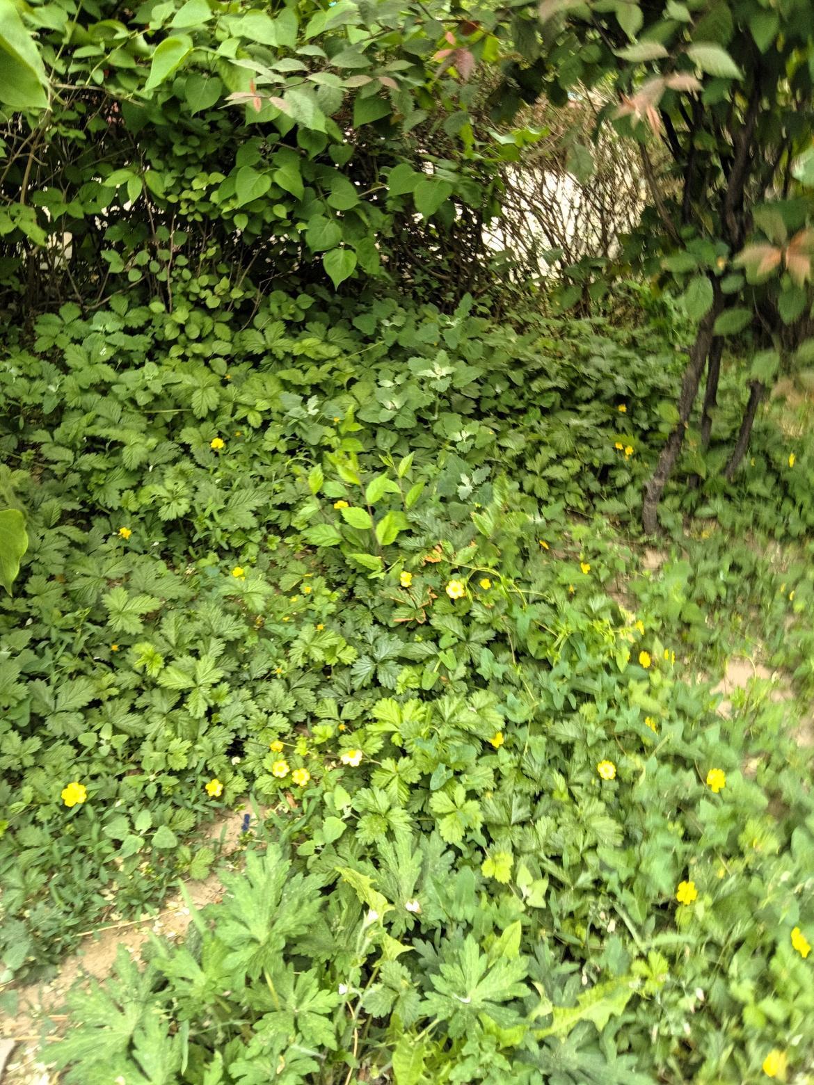 绿意盎然的小花园，点缀着黄色的小花，生机勃勃！🌿🌼一片绿油油的野花小道。