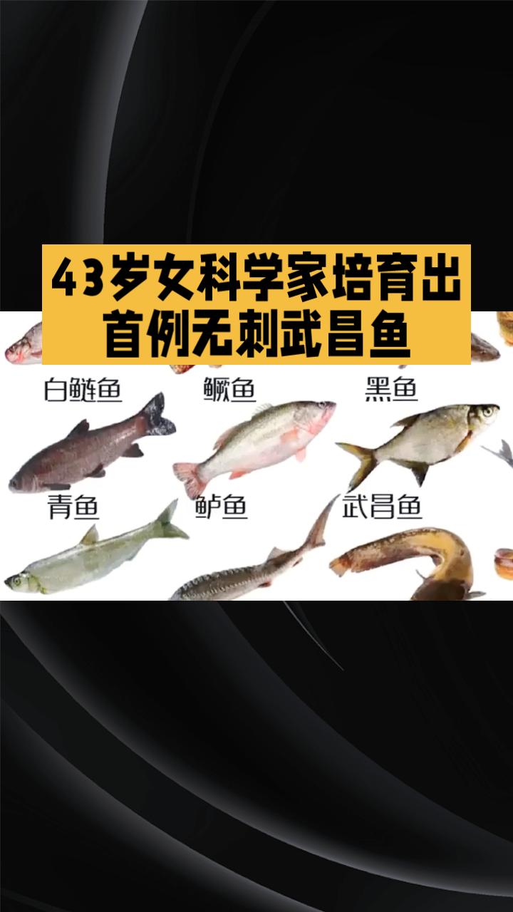 43岁女科学家如何用8年时间培育出首例无刺武昌鱼？这背后的故事令人瞩目。
43岁