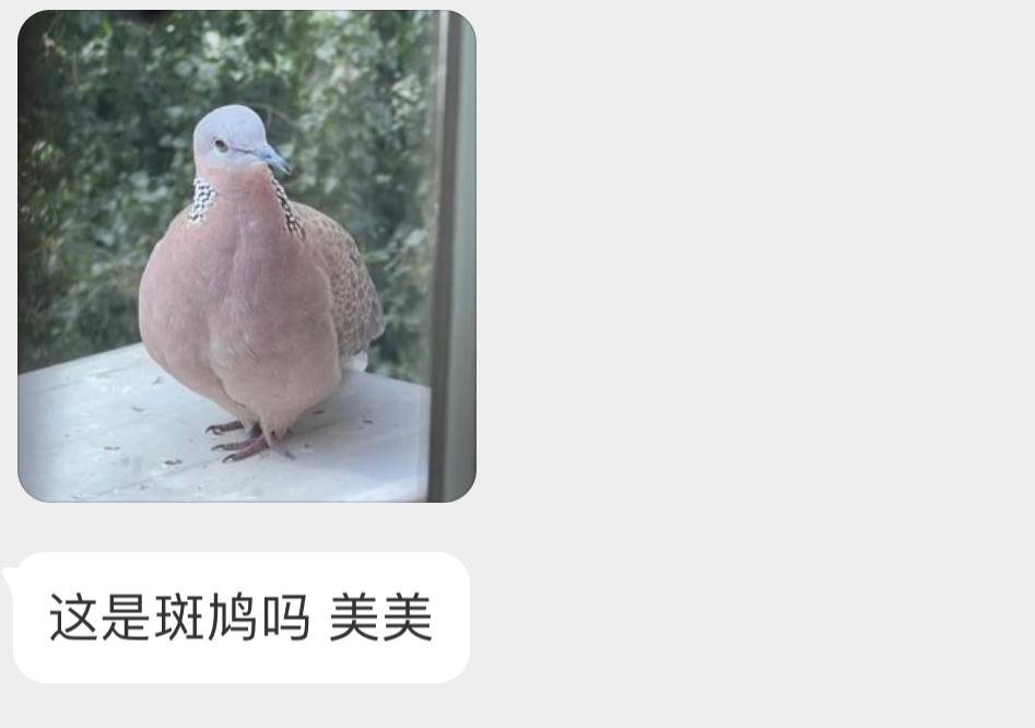 体态圆润的珠颈斑鸠[开学季]好肥美！ ​​​